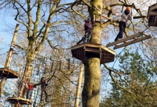  Tree Top Cursion